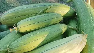 Harvesting patola / sponge gourd
