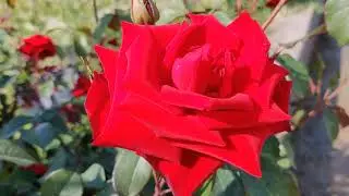 Rose 🌹 'Mister Lincoln', also known as 'Mr. Lincoln',is a dark red Hybrid tea rose cultivar@Ecofarm