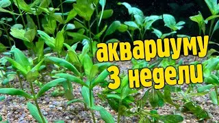 Аквариуму 3 недели, первые проблемы и другие новости