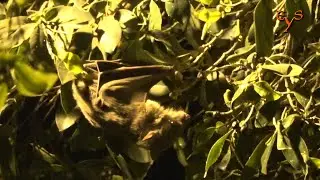 Animals of Israel: Egyptian fruit bat close up. / Фауна Израиля: летучие собаки крупным планом.