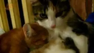 Кошки отжигают. У кошки снова молоко