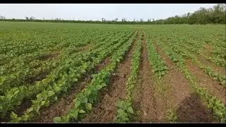 засуха 2022, цен нет, жара, дождей нет месяц