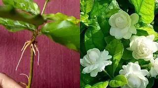 Grow Jasmine (Mogra) in Water by Cutting