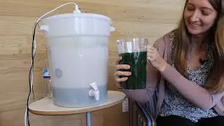 Growing Algae in the IEEE Spectrum Office