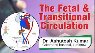 The Fetal and Transitional Circulation, Dr  Ashutosh Kumar, Neonatology, Command hospital, Lucknow