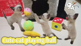 🐈Watch my favorite cute little cat Bella playing 🐱Wow she's so cute❤