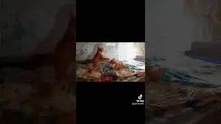 рыжие котики)))