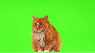 Cat Animation GreenScreen Videos