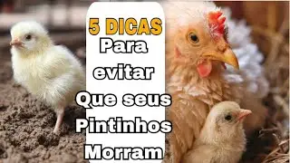 use essas 5 dicas para evitar perder seus pintinhos