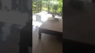 Con mèo nhà ai lên ở nhà mình mà không cho mình ôm