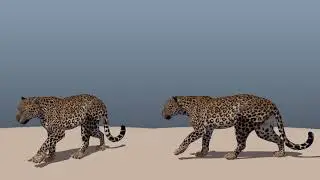 3D Animation - Leopard walk cycle (Quadruped walk cycle)