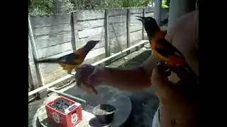Burung Pintar