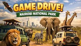 Self Game drive | Nairobi National Park | Safari adventure #travel #africa #lifestyle #kenya