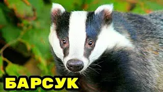 Барсук самый педантичный обитатель леса.