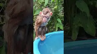 wow     #monkey #dog #dogs #monkeys #pets  #petmonkey #dogbreed