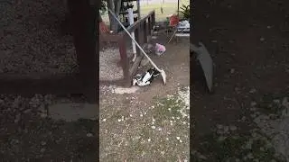 Kai chased her cousins except for this last one 😆 🦆 🐔!