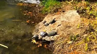 TURTLES 🐢🐢🐢 (Free Footage ✅)