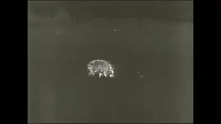 Охота на кабана Беларусь