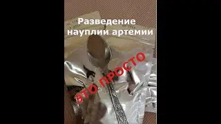 Разведение науплии Артемии