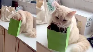 Pet Fails and Wins | A Compilation of Cute and Funny Moments