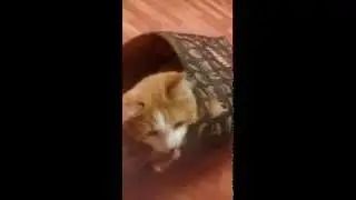 Cat Кот в пакете