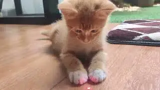 Cat plays with laser || Kucing main laser