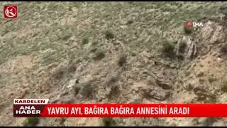Kardelen TV | YAVRU AYI, BAĞIRA BAĞIRA ANNESİNİ ARADI