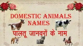 domestic Animals Name| पालतू जानवरों के नाम | 10 Domestic Animals Name #education