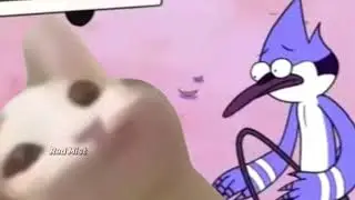 Pop Cat, how do you feel?