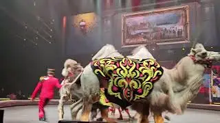 Цирковое шоу братьев Запашных «Стойкий оловянный солдатик». Новогоднее шоу 2025