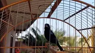 Azulão Cantando