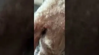 #taylorswift #taylorswiftaugust #dog #puppy #animalspin