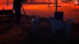 Simply & Zeus playing 2