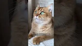 Работа котья 😅❤️
