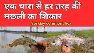ऐसा चारा जिस से लग भग हर तरह की मछ्ली का शिकार हो जाए || Sunday comment box 159 || sundar bihar
