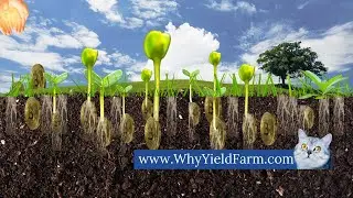 Mr. X's Million Dollar Yield Farm [with James Renouf on Warrior Plus]