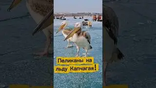 The pelicans were unable to fly away and remained in Kazakhstan, where they are fed by fishermen.