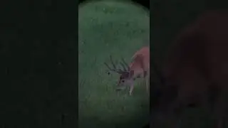 12? Are those 1” points on his bases? #huntshootlive #huntlife #bigbucks #whitetaildeerhunting #hunt