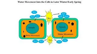 Freeze Injury