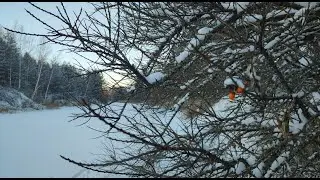 На лыжах в Крещенские морозы. Облепиха и карьеры!