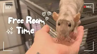 Rats enjoying their free roam time