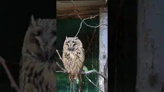 Long-eared owl. Сова вухата. Ушастая сова.  Охоронний статус LC