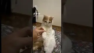 Котик танцует под песню