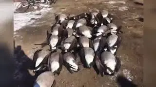Illegal hunting arrests