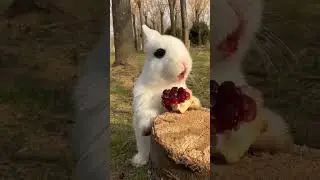 A rabbit eats a pomegranate [cute 🥰]