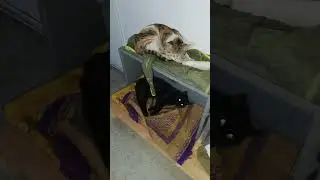 Sobanın Karşısında Herkez Yerini Aldı 😻 