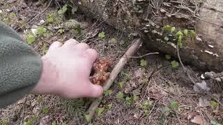 По грибы в Лосиный остров