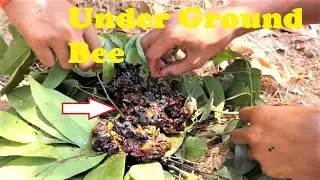Go hunting underground Bee, Primitive jungle hunting bee underground.