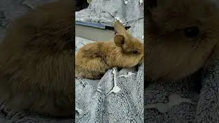 КОТ И КРОЛИК В ОДНОЙ КВАРТИРЕ! 