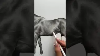 Drawing a horse with graphite pencils ✍🏼 #graphitepencil #horse